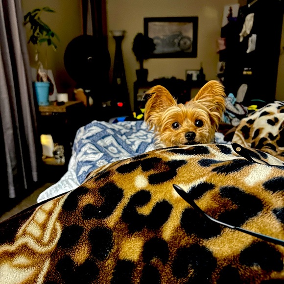 Meet your Posher, Jacey and Ginger - Picture 3 of 11